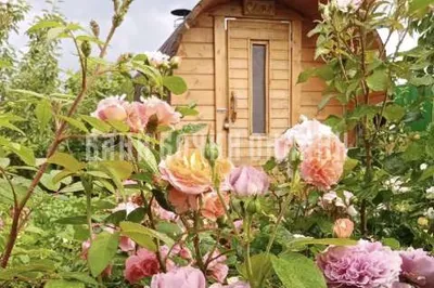 Анна Воробьева